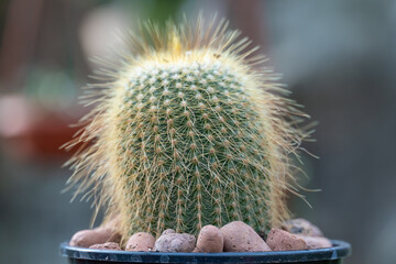 Kroenleinia is monotypic genus of succulent plants in cactus greenhouse. Echinocactus grusonii also...