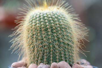 Kroenleinia is monotypic genus of succulent plants in cactus greenhouse. Echinocactus grusonii also...