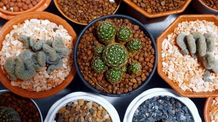 Assorted succulent plants in terracotta pots arranged on tabletop, showcasing variety in botanical collection. Indoor gardening and plant decor.