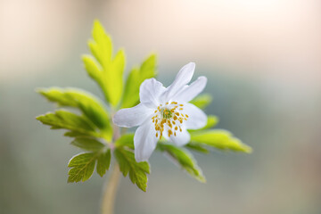 Białe kwiaty wiosenne, zawilec gajowego (Anemone nemorosa)