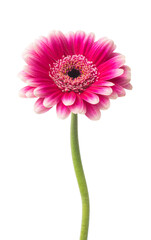 pink gerbera flower isolated on a white background - 760756029