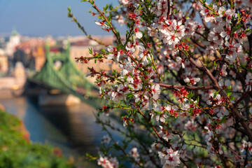 Budapest, Hungary: Blooming almond tree. Liberty bridge on the background. Spring weather.
