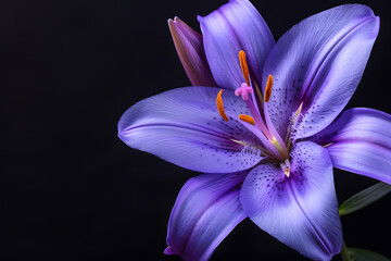 Close up of purple lily isolated on black background