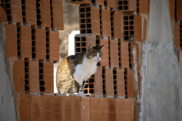 stray cat looking through a brick wall