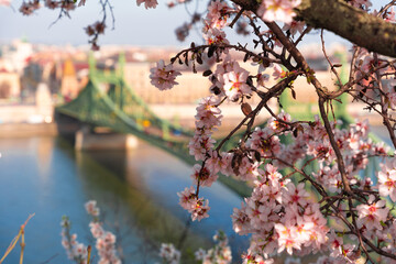Budapest, Hungary: Blooming almond tree. Liberty bridge on the background. Spring weather.