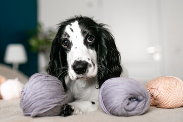 Curious Spaniel Puppy Explores Woolen Threads Amidst Bedtime Fun