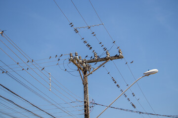 large group of swallows on electrical wires