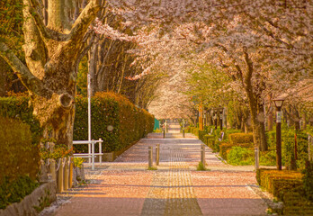 桜並木の春景色