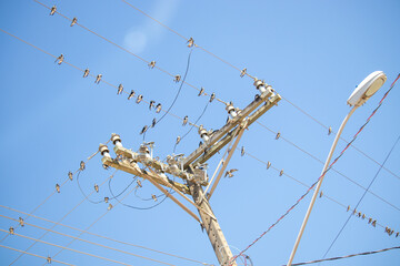 large group of swallows on electrical wires