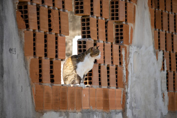 stray cat looking through a brick wall