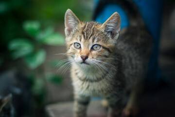 Beautiful little cat in the summer garden