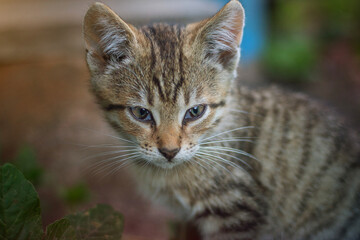 Beautiful little cat in the summer garden