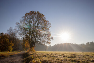 Fototapeta premium Majestic sunrise over a solitary tree in a vast field
