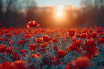 Obraz premium A beautiful red field of poppies with the sun rising behind it, creating a tranquil and vibrant scene.