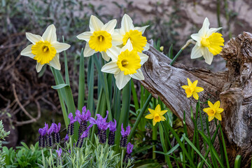 Yellow daffodils and lavender bloom in the garden