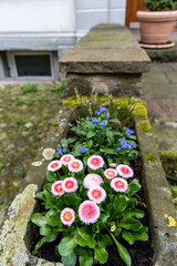 Marguerite daisies and blue flowers bloom in the outdoor flowerbed