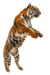 Obraz premium A big orange tiger is leaping into the air isolated on white or transparent background, png clipart, design element. Easy to place on any other background.