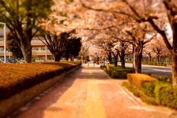 ぼかし効果の桜の道