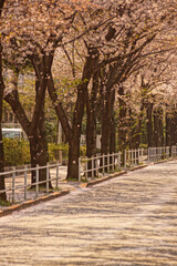 桜が舗装道路を覆う