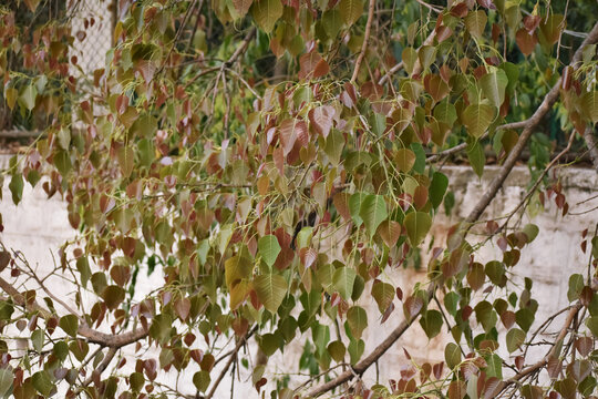 A closeup picture of a freshly grown tender leaves of peepal tree