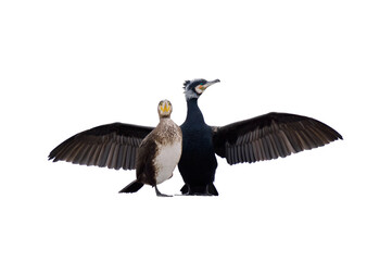 two cormorant isolated on white background - 760764024