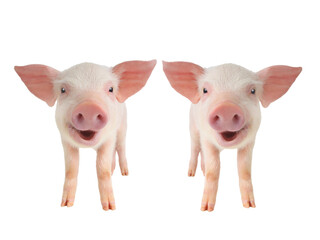 two smiling piglet  isolated on white background - 760764031