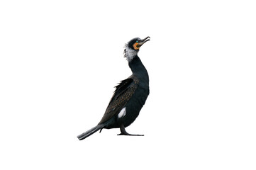 cormorant isolated on white background