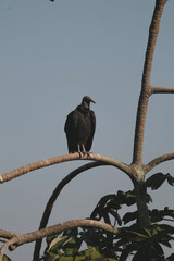 Lone Vulture's Vigil.
A solitary black vulture perches on a curving tree branch