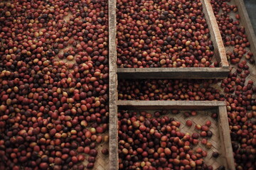 dried coffee beans in a wooden table