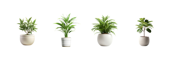 Set of plant in a pot on transparent background Remove png