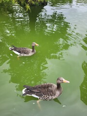 Ducks on the lake. Animals