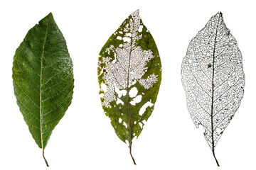 Three Leaves Showing the Cycle of Life