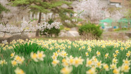 봄 벚꽃 수선화 필름 풍경