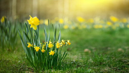 żonkile w parku, daffodils 