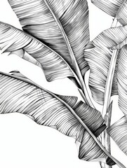 Detailed sketch of a banana tree branch with leaves and hanging bunch of bananas, depicting botanical features in black and white