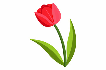 Tulip flower with stem and dark green leaves, vector illustration