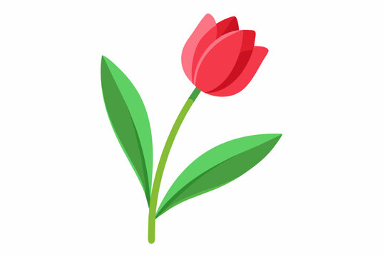 Tulip flower with stem and dark green leaves, vector illustration