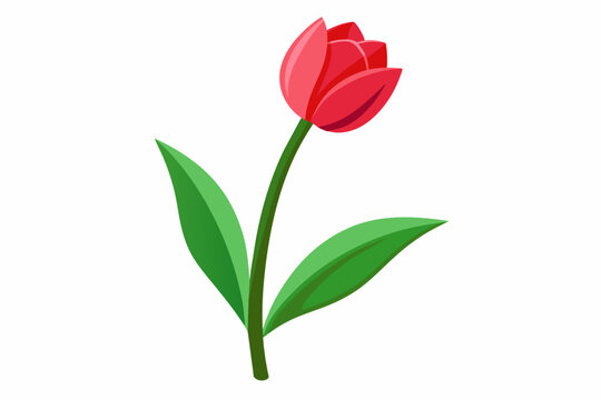 Tulip flower with stem and dark green leaves, vector illustration