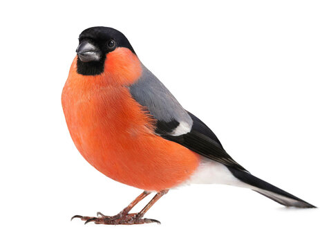 Gimpel vogel stehend isoliert auf wei&szlig;en Hintergrund, Freisteller