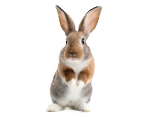 Fototapeta premium Kaninchen auf hinter beinen stehend isoliert auf weißen Hintergrund, Freisteller 