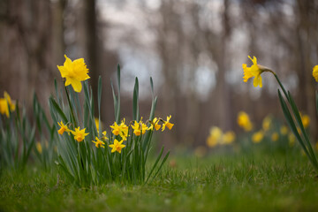 żonkile, narcyze w parku, daffodils	
