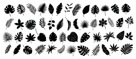 Set of black silhouettes of tropical leaves palms, trees. Vector