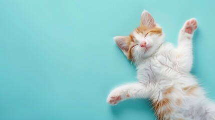 A content ginger-and-white kitten sleeping with paws up on a blue background.