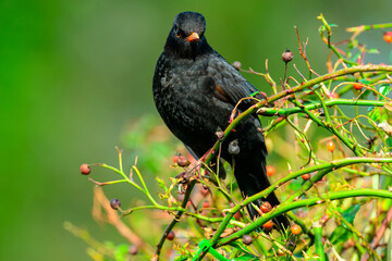 Blackbird in the Roses