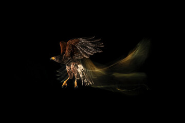fotografia de una lechuza volando