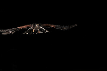 fotografia de una lechuza volando