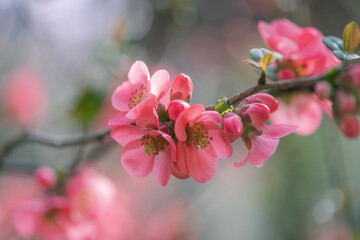 Pink flowers of Japanese quince in the spring. Blur effect with shallow depth of field - 760777869