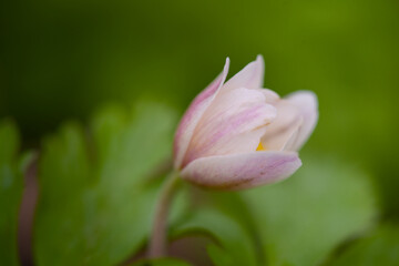 Macro of a beautiful blooming wood anemone  in spring