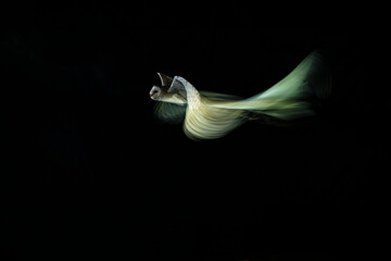 fotografia de una lechuza volando