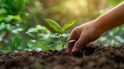 A close-up of a person's hand planting a young tree, symbolizes the act of reforestation and environmental conservation.